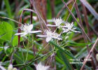 Praticien fleurs de Bach