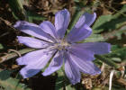 chicore-chicory